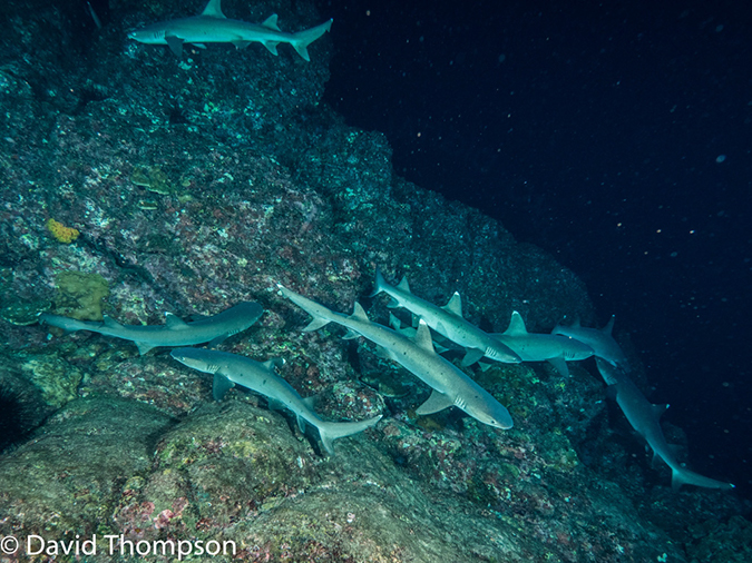 %_tempFileName2015-10-31_04_Cocos_Island_Ullaa_Bay_Night-310273%