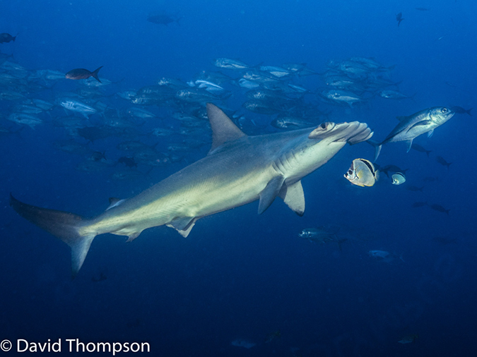 %_tempFileName2015-11_01_01_Cocos_Island_Bajo_Alcyone--Edit%