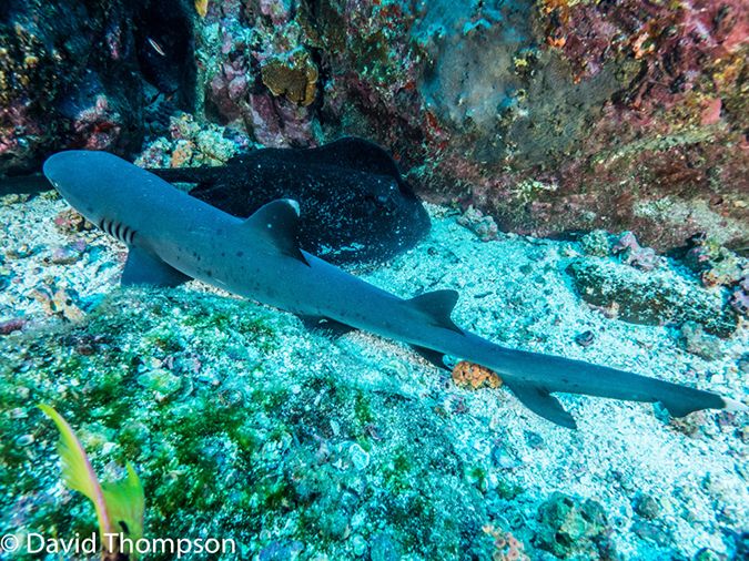 %_tempFileName2015-11_01_03_Cocos_Island_Bajo_Alcyone-010222%