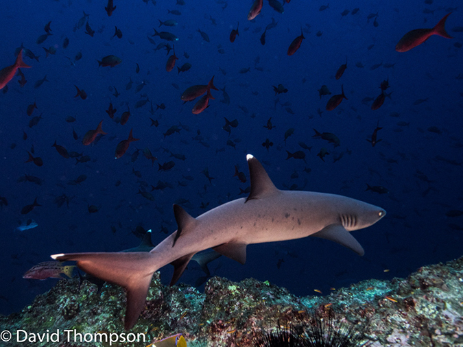 %_tempFileName2015-11_02_01_Cocos_Island_Dirty_Rock-020320%