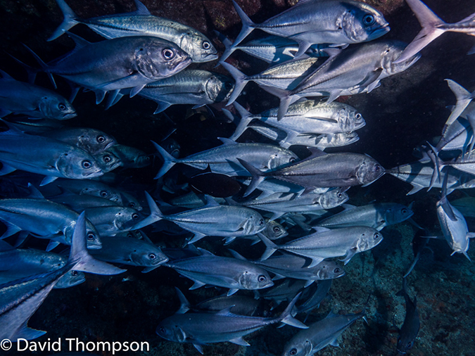 %_tempFileName2015-11_02_02_Cocos_Island_Manuelita-020338%