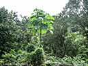 %_tempFileName2015-10-28_03__Cocos_Island_Walk-0690%