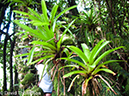 %_tempFileName2015-10-28_03__Cocos_Island_Walk-0697%
