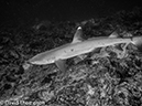 %_tempFileName2015-10-28_04__Cocos_Island_Viking_Rock-280040%