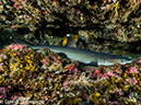 %_tempFileName2015-10-28_04__Cocos_Island_Viking_Rock-280048%