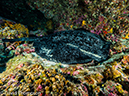 %_tempFileName2015-10-28_04__Cocos_Island_Viking_Rock-280051%