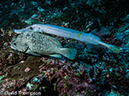 %_tempFileName2015-10-29_01__Cocos_Island_Bajo_Alcyone-290005%