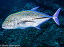%_tempFileName2015-10-29_01__Cocos_Island_Bajo_Alcyone-290019%