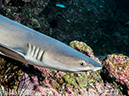 %_tempFileName2015-10-29_02__Cocos_Island_Submerged_Rock-290057%