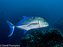 %_tempFileName2015-10-29_02__Cocos_Island_Submerged_Rock-290078%