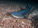 %_tempFileName2015-10-29_03__Cocos_Island_Pajara_Island-290093%