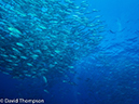 %_tempFileName2015-10-30_01__Cocos_Island_Dirty_Rock-300107%