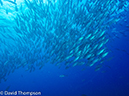 %_tempFileName2015-10-30_01__Cocos_Island_Dirty_Rock-300108%
