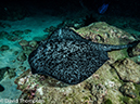 %_tempFileName2015-10-31_04_Cocos_Island_Ullaa_Bay_Night-310265%