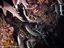 %_tempFileName2015-10-31_04_Cocos_Island_Ullaa_Bay_Night-310271%