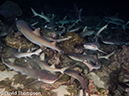 %_tempFileName2015-10-31_04_Cocos_Island_Ullaa_Bay_Night-310277%