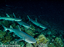 %_tempFileName2015-10-31_04_Cocos_Island_Ullaa_Bay_Night-310301%