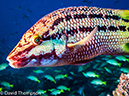 %_tempFileName2015-11_01_01_Cocos_Island_Bajo_Alcyone-010211%