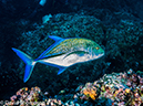 %_tempFileName2015-11_01_01_Cocos_Island_Bajo_Alcyone-010214%