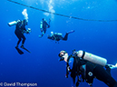 %_tempFileName2015-11_01_01_Cocos_Island_Bajo_Alcyone-010219%