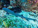 %_tempFileName2015-11_01_03_Cocos_Island_Bajo_Alcyone-010222%
