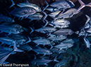 %_tempFileName2015-11_02_02_Cocos_Island_Manuelita-020338%