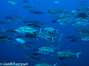 %_tempFileName2015-11_02_02_Cocos_Island_Manuelita-020339%