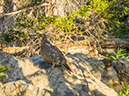%_tempFileName2015-07-31_01_Flattop_Ptarmigan_Point_Knobtop_Gabletop-7313338%