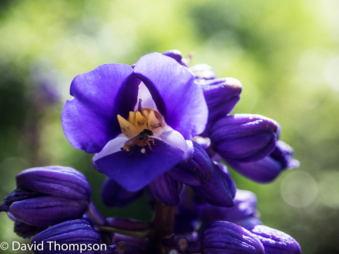 %_tempFileName2015-11_05_01_Hotel_Buena_Vista-050270%