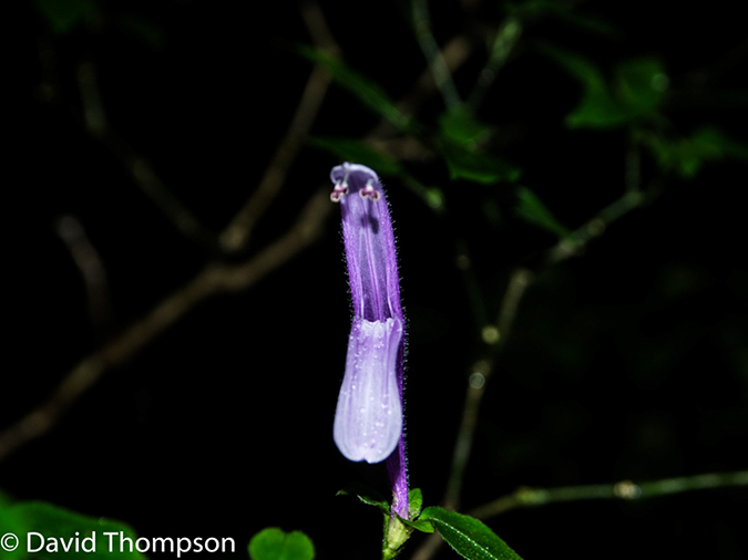 %_tempFileName2015-11_08_01_Monteverde-080540%