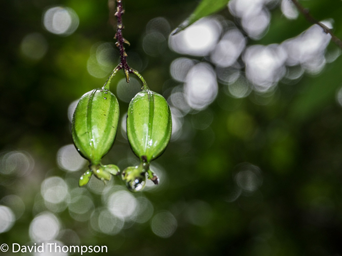 %_tempFileName2015-11_08_01_Monteverde-080542%