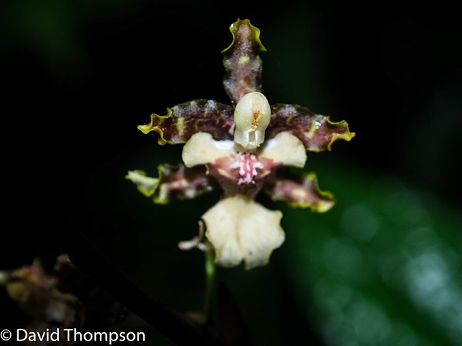 %_tempFileName2015-11_08_01_Monteverde-080586%