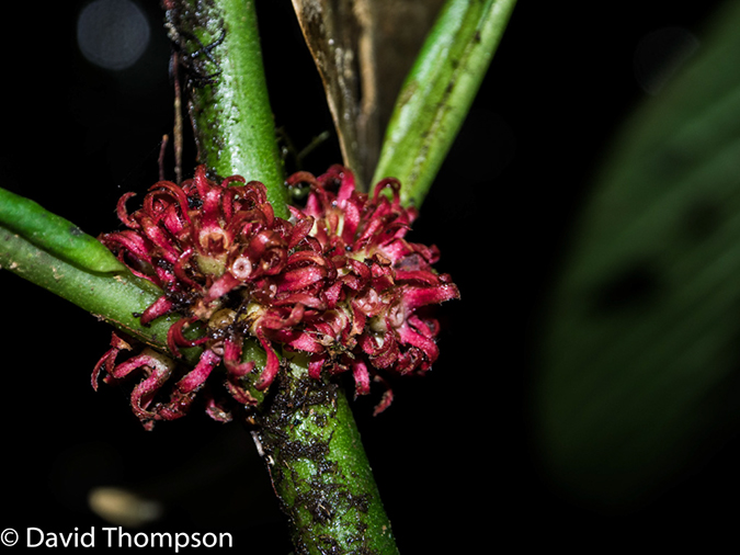 %_tempFileName2015-11_08_01_Monteverde-080603%