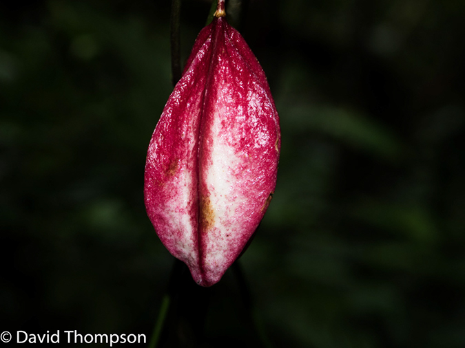 %_tempFileName2015-11_08_01_Monteverde-080608%