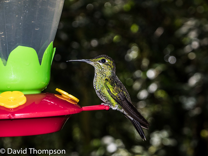 %_tempFileName2015-11_08_01_Monteverde-080621%