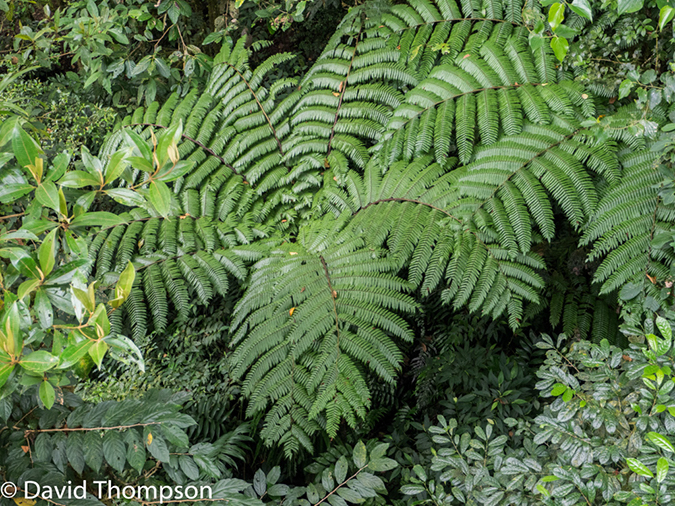 %_tempFileName2015-11_08_01_Monteverde-080665%