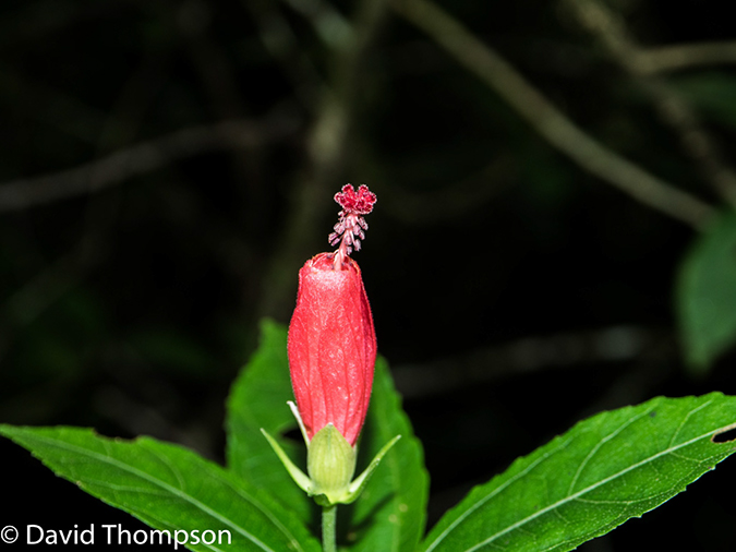 %_tempFileName2015-11_08_01_Monteverde-080668%