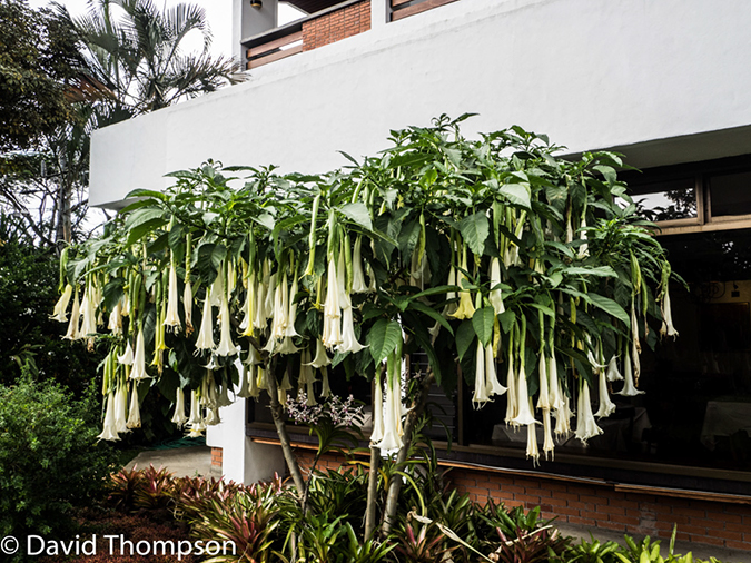 %_tempFileName2015-11_11_01_Hotel_Bougainvillea-110828%