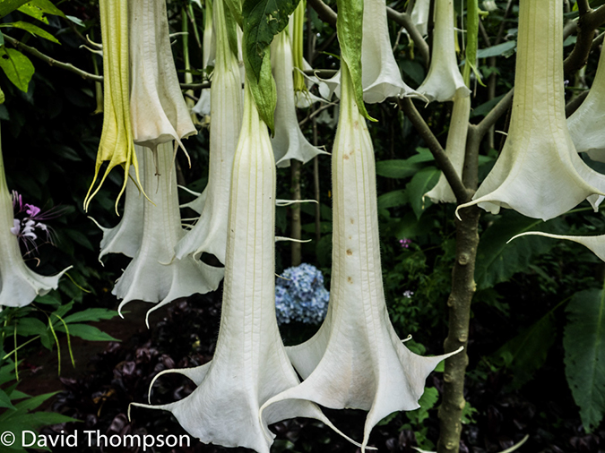%_tempFileName2015-11_11_01_Hotel_Bougainvillea-110835%