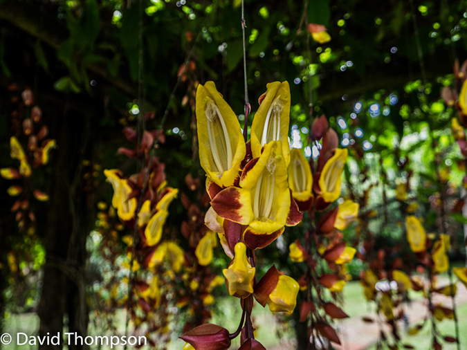 %_tempFileName2015-11_11_01_Hotel_Bougainvillea-110838%