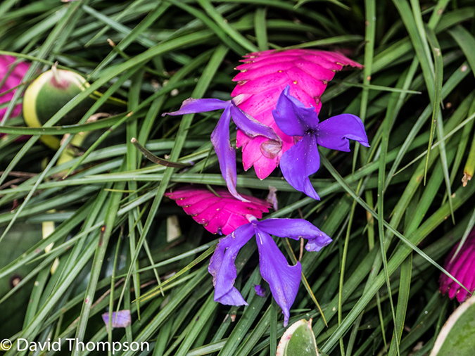 %_tempFileName2015-11_11_01_Hotel_Bougainvillea-110860%