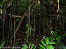 %_tempFileName2015-11_08_01_Monteverde-080650%