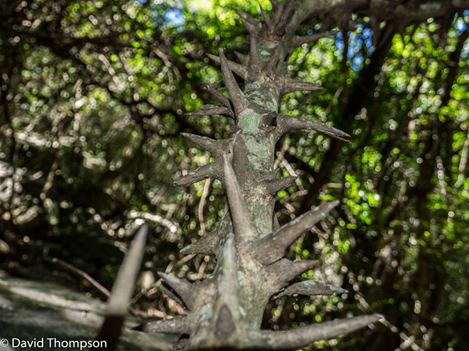 %_tempFileName2016-01-06_01_Blyde_Canyon_Hike-1060771%