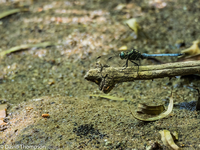 %_tempFileName2016-01-07_01_Blyde_Canyon_Hike-1070841%