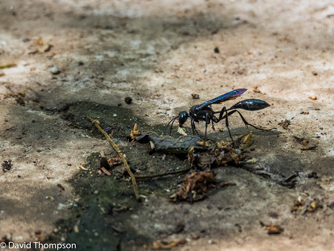 %_tempFileName2016-01-07_01_Blyde_Canyon_Hike-1070857%