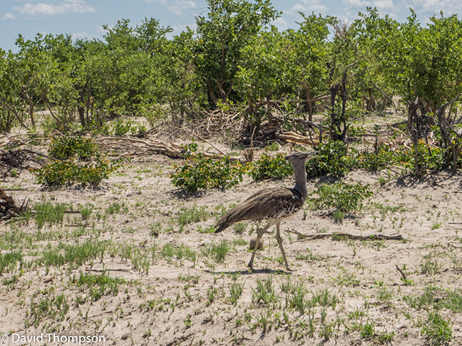 %_tempFileName2016_01-13_05_Botswana_Chobe_NP_Camp_Savuti-1131352%