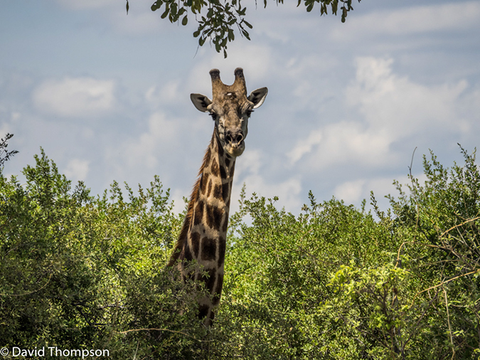 %_tempFileName2016_01-13_05_Botswana_Chobe_NP_Camp_Savuti-1131356%