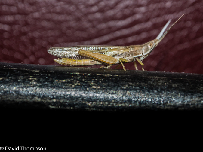 %_tempFileName2016_01-14_05_Botwana_Chobe_NP_Camp_Savuti-1141907%