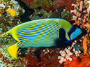 %_tempFileName2016-05-08_02_Batu_Bolong-5082220%