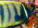 %_tempFileName2016-05-08_02_Batu_Bolong-5082221%